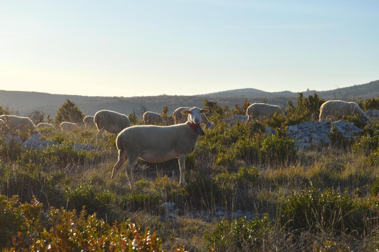Reve De Causse Bed & Breakfast Saint-Michel-d'Alajou Bagian luar foto